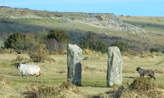 Sheep stroll past the Pipers, two standing stones